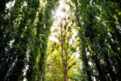 11Aug12-A-239-Edit