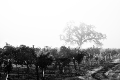 14Nov28-A-103-Edit