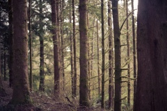 Trees