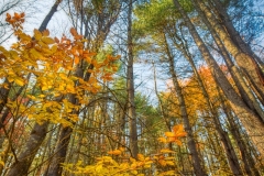 20Oct20-A-133-2-edit